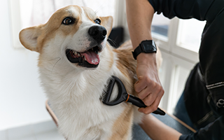 shutterstock_2272201041