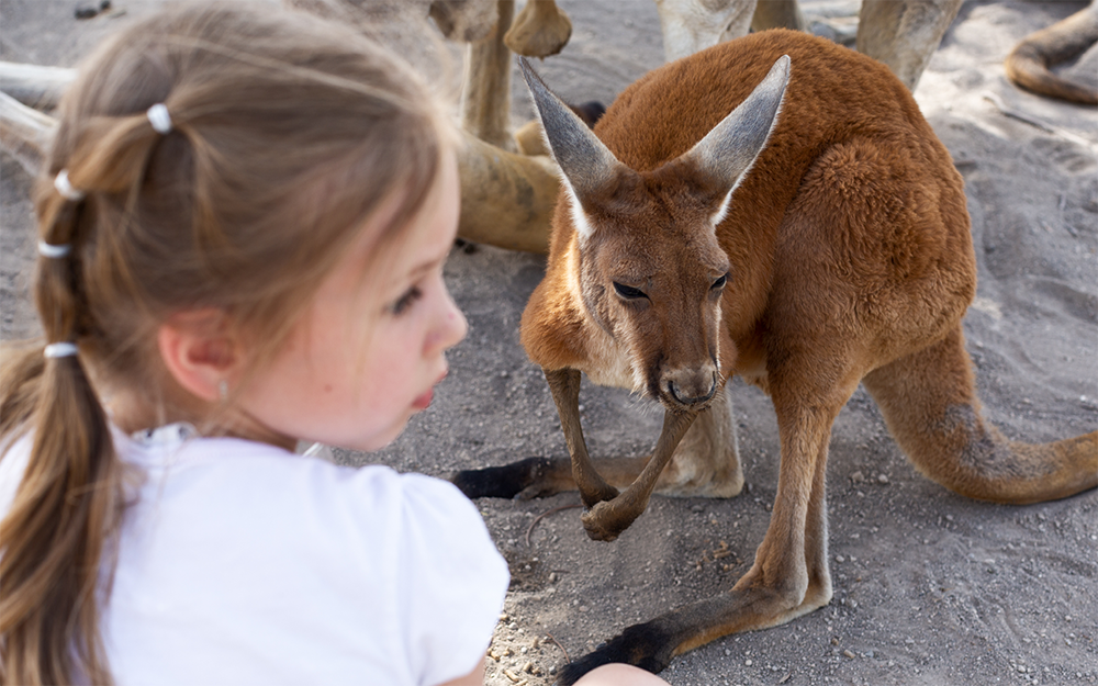 281125_LEGO_TIER_Tierbilder_800x5003