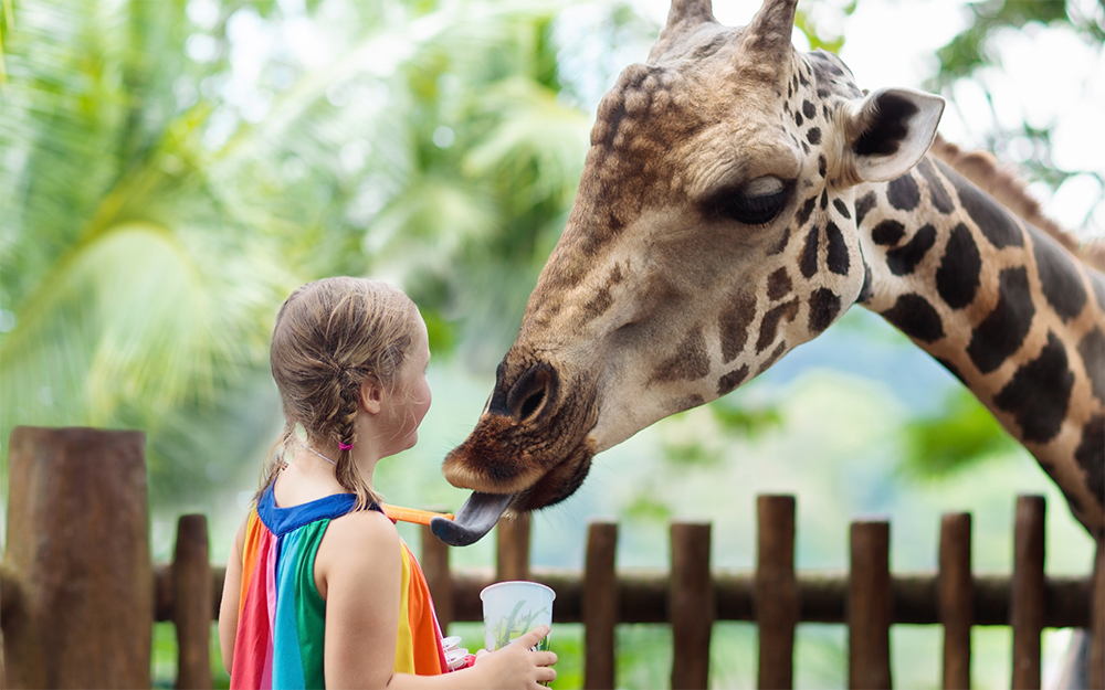 281125_LEGO_TIER_Tierbilder_800x5002