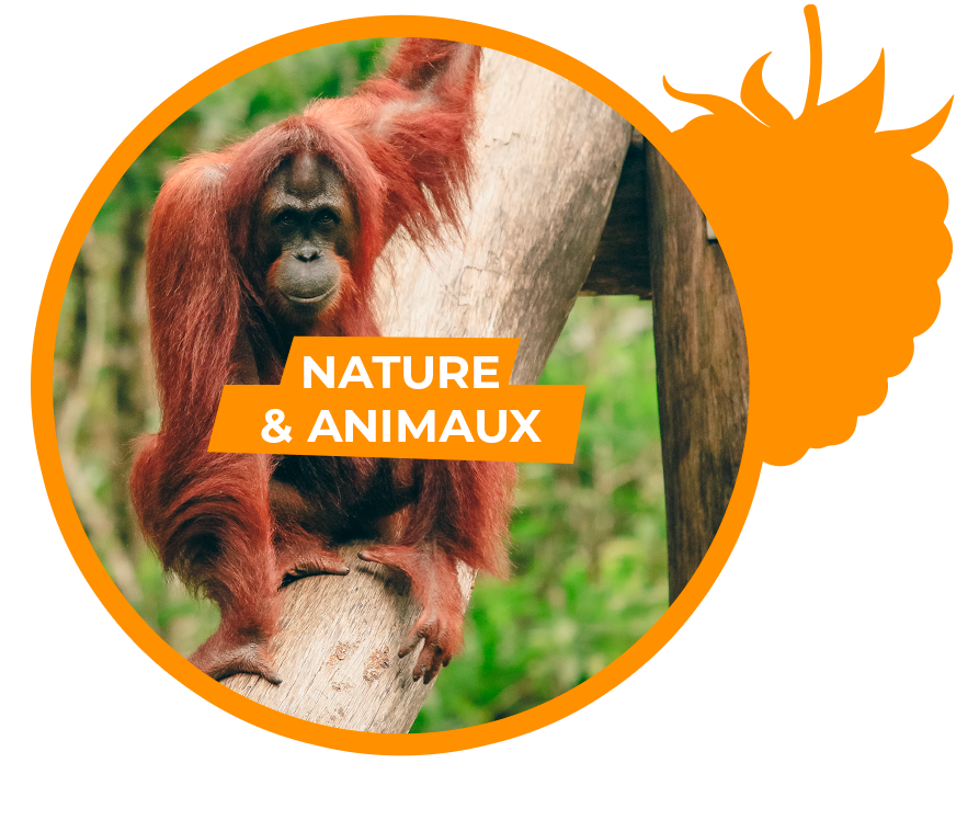 activite-nature